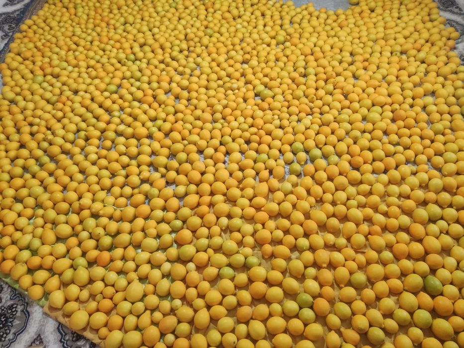 Якка чин лимон сотилади