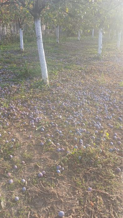 Vand prune  coapte pentru tuica, soi Anaspet