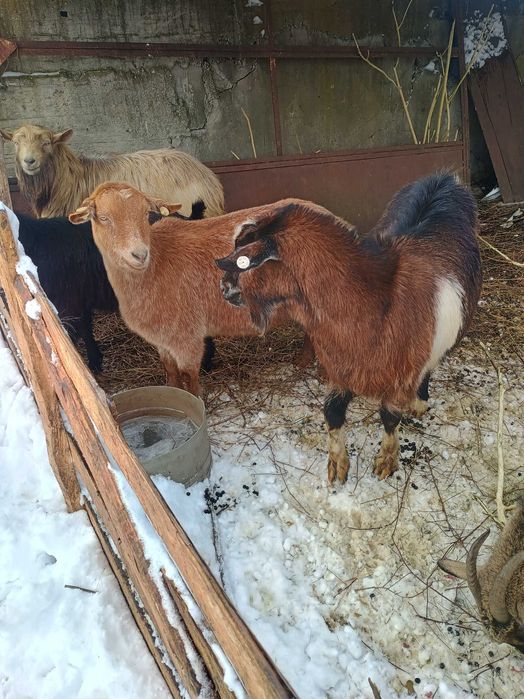 Vând 4 capre și un țap