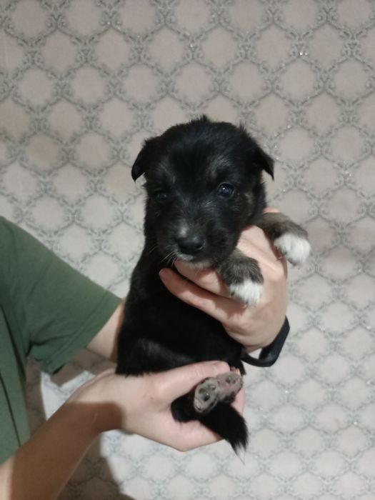 Отдам щеня  в добрые руки .