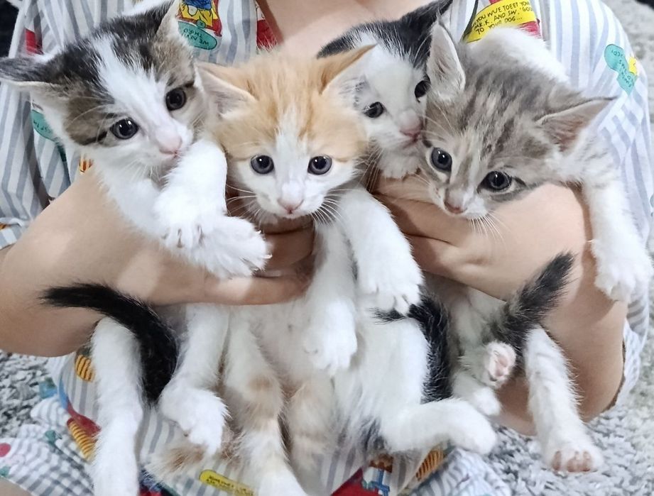 Котята в добрые руки, кушают все к лотку приучены