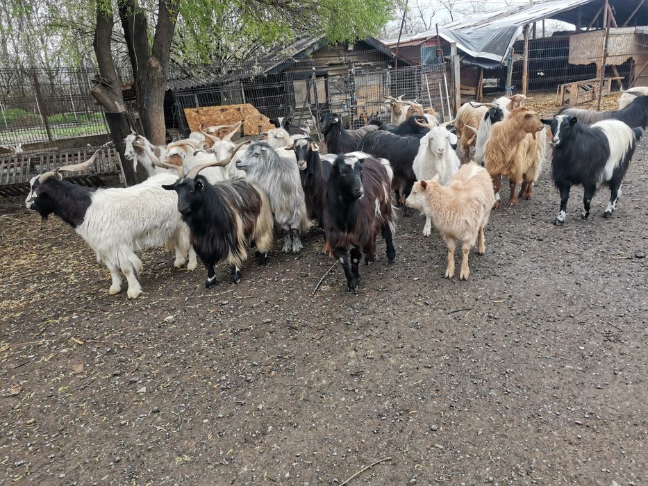 Tapi de vânzare,pret negociabil