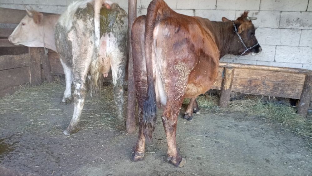 Vand una la alegere!