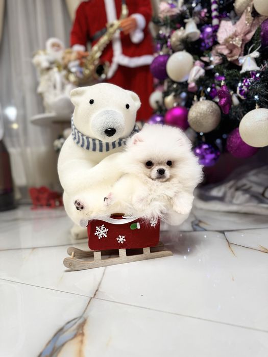 Pomeranian Fci pedigree