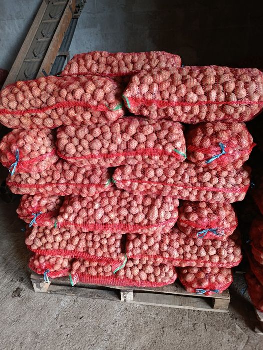 Cartofi samanta de covasna