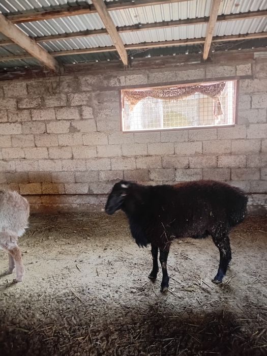 Ұрықтыққа тоқты қошқарлар