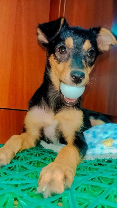 Мила щенок ищет дом