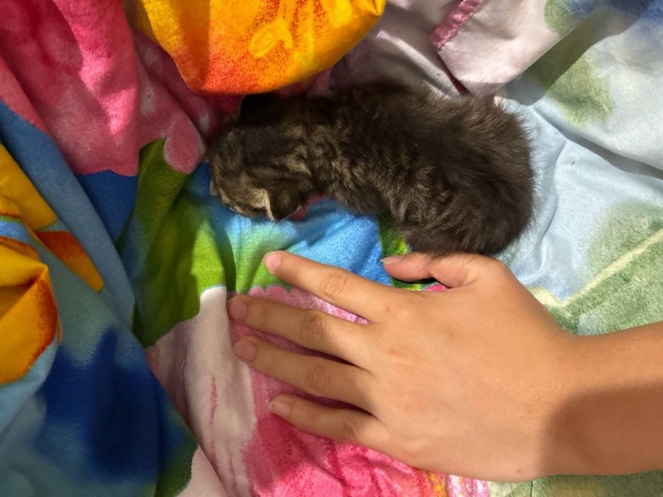 Маленький котенок ищет дом