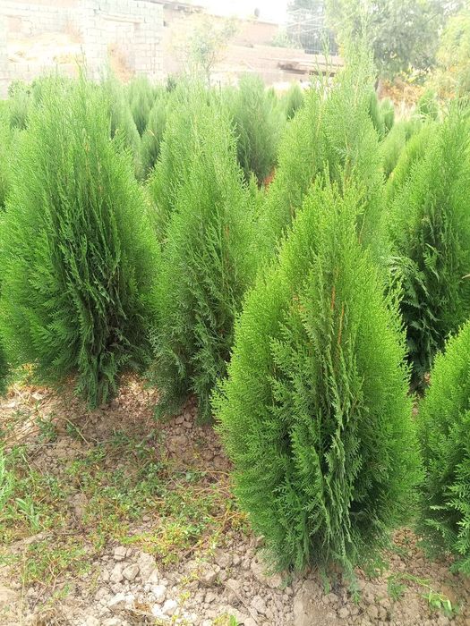 Туя книжная (Thuja plicata) — оптом с собственного поля!