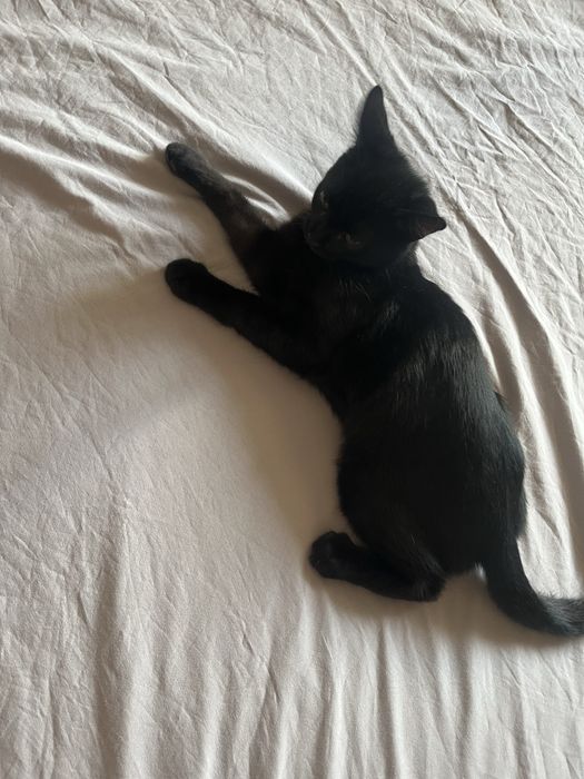 Отдам кота бесплатно