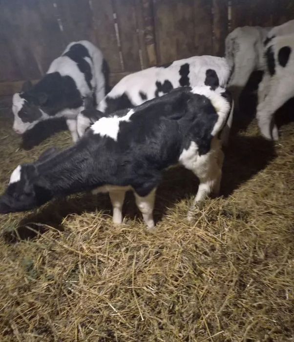 Телята бұқалар телочки Гольштейн бұқалар