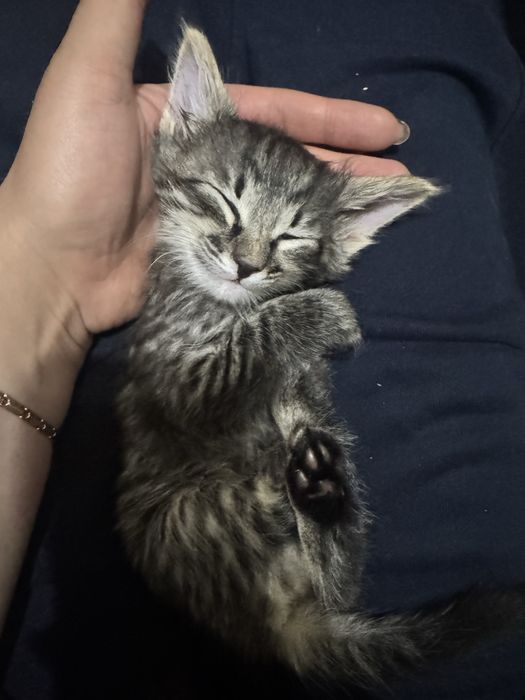 Котенок 1 месячный