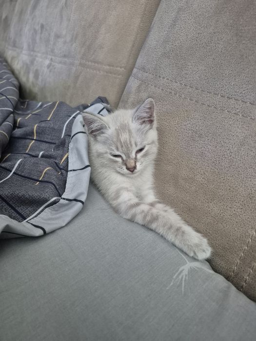 Отдам котёнка девочку