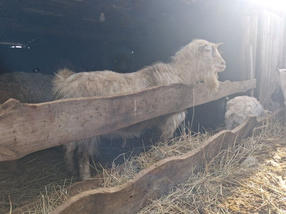 Козел зааненский