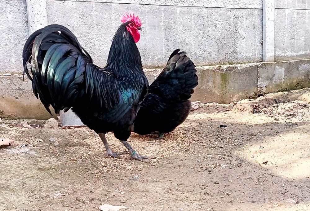 Австралорп руминя продаю яйцо 25.-30. тисч ...