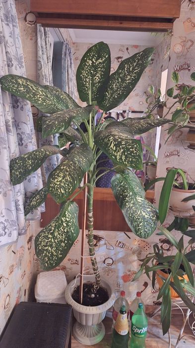 Продам домашнее растение!!!