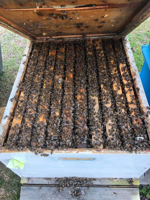 Пчелни отводки