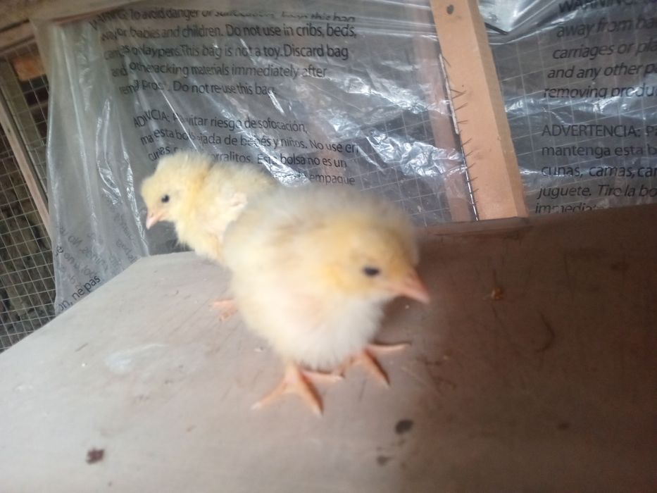 Jójala sotiladi òrdak