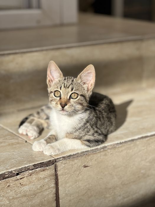 Pisicuta pentru adoptie