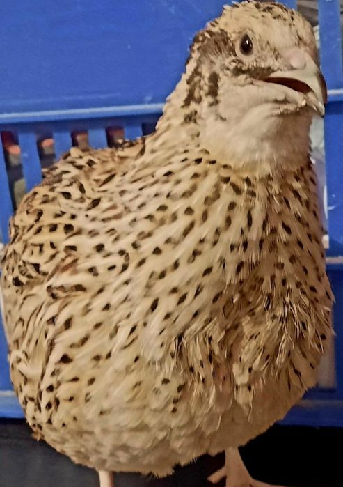 OUĂ Prepeliță pt INCUBAT de vânzare, GIGANT POLAR XXL,pui,prepelițe