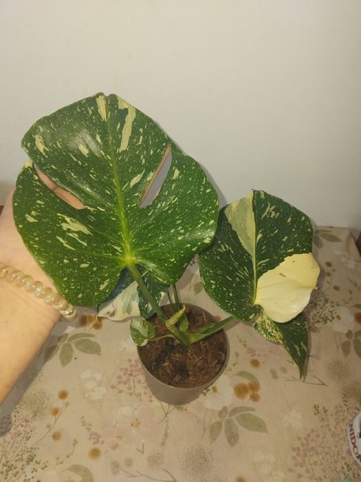 Monstera deliciosa variegată 
Vând plantă sănătoa
