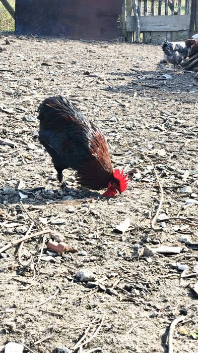 Cocos Araucana de 8 luni