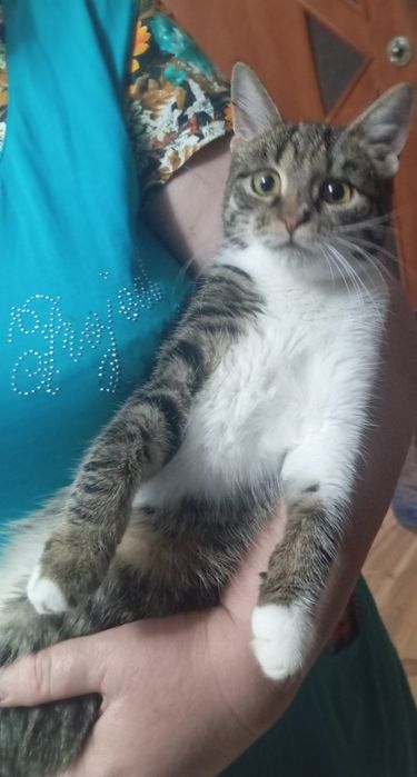 Отдам кошечку в добрые руки