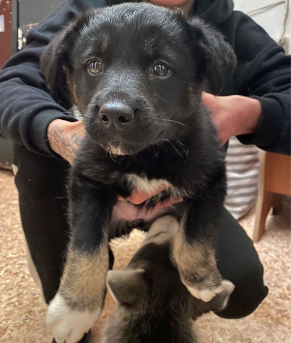 Мальчик и девочка - щенки от мамы хаски