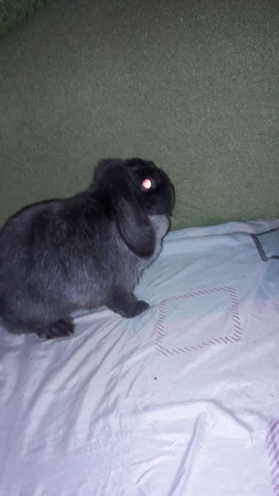 Отдам крольчиху декоративную