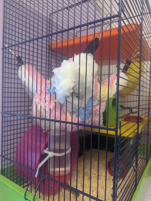 Doi Hamsteri pitici cu cușcă complet echipată și accesorii