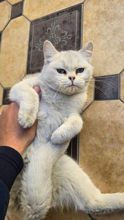 Britan Seribristiy Shenshila toza qon qiz va ug'il