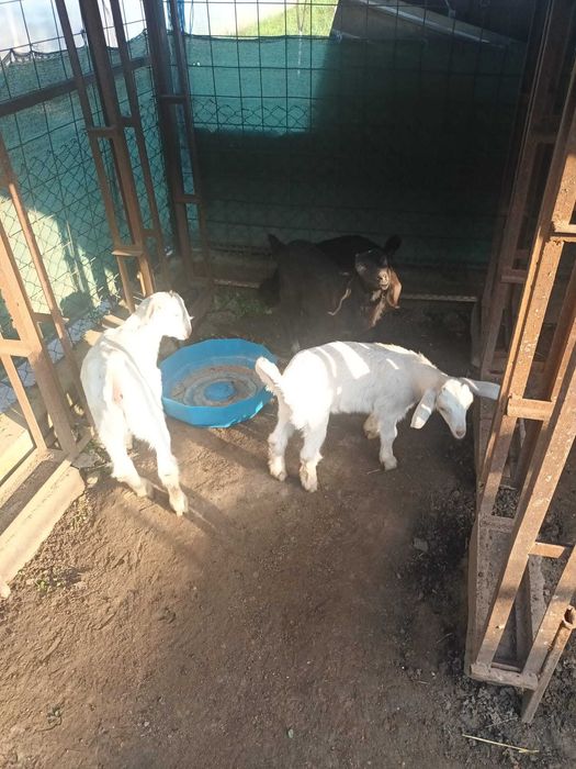 Iezi anglo nubieni - saanen