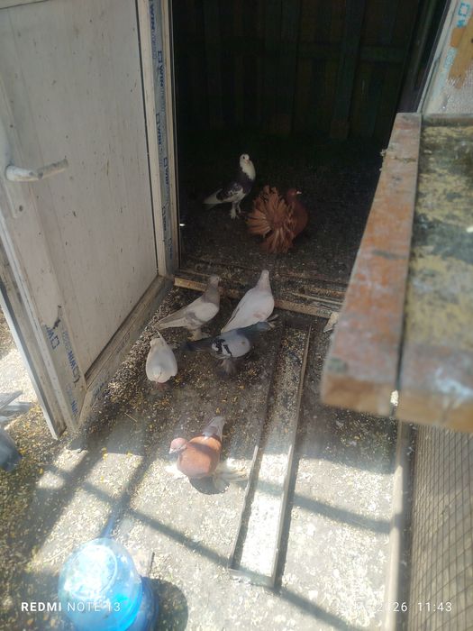 Продам голубеи разных
