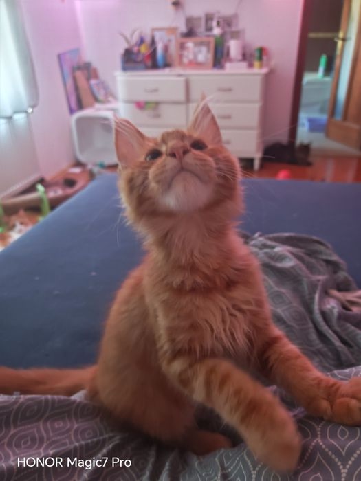 Pui Maine Coon cu pedigree