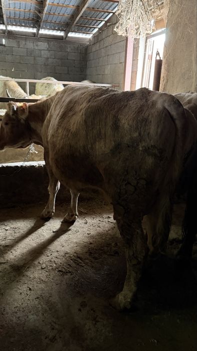 Коровы    .         .