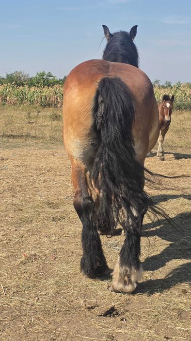 Iapa Ardenezá gestanta 15 ani si minz de 4 luni