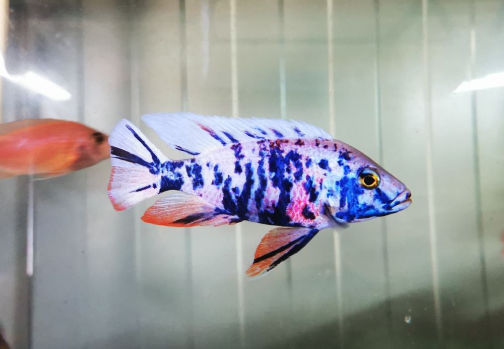 Ciclide africane (haps)