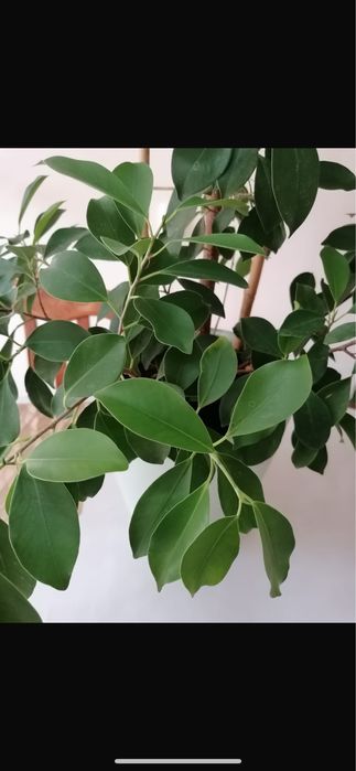 Продам Фикус высота 140