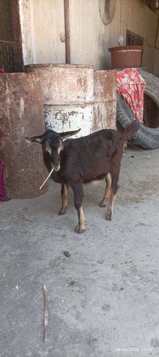 Echki sotiladi suti bor