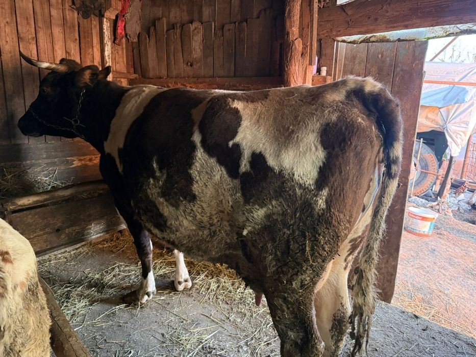 Vaca 8 Ani cu vițel