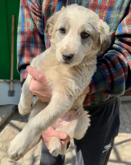 Отдам бесплатно щенка