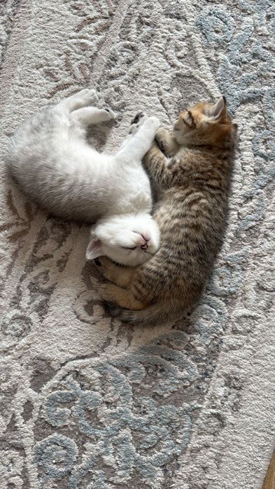 Британцы прямоухие.