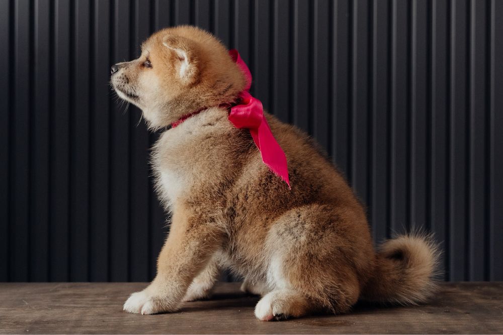 Щенки Акита Ину (хатико)