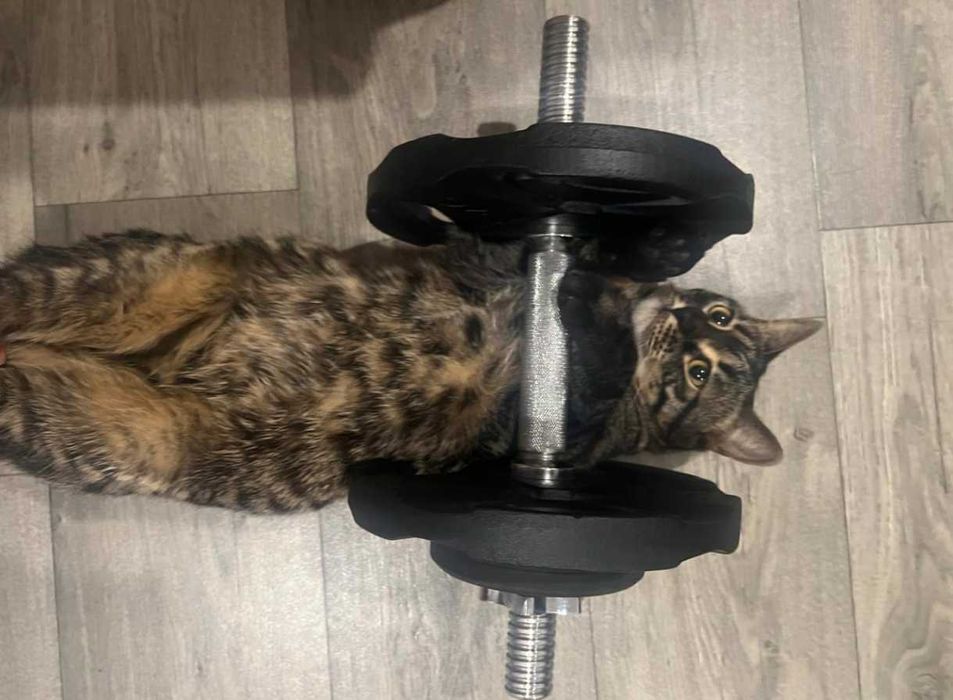 Бенгальский кот (почти два года)