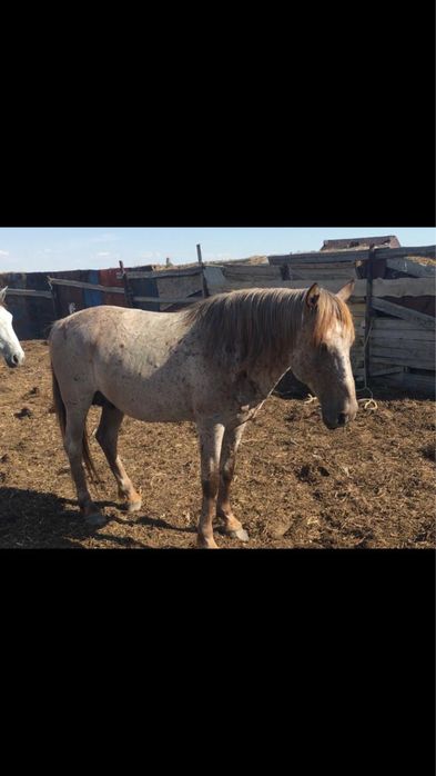 Үйір жылқы малы сатылады