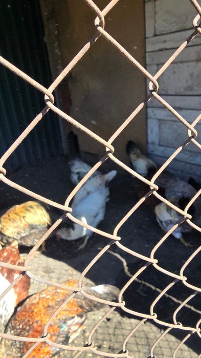 Продам молодых курей