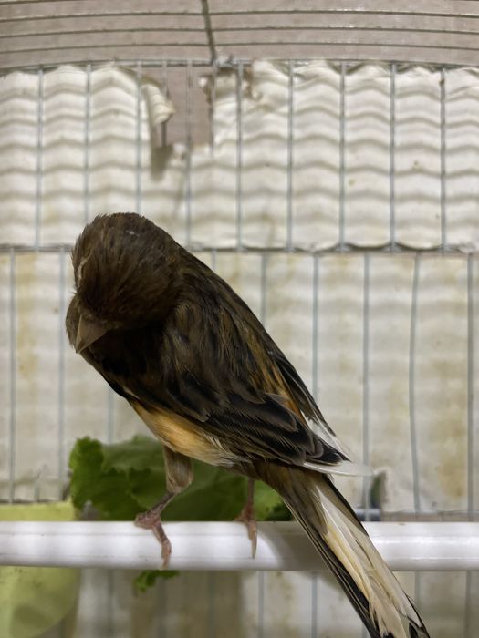 Канарейка красный дерево