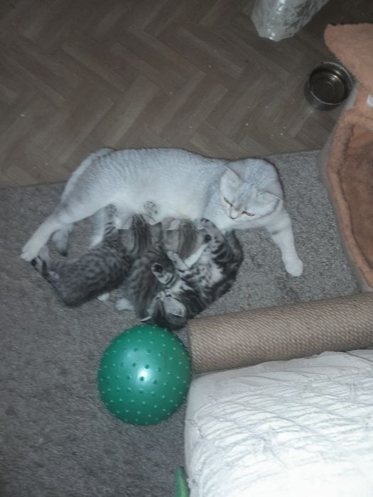 Продам  шотландских  котят
