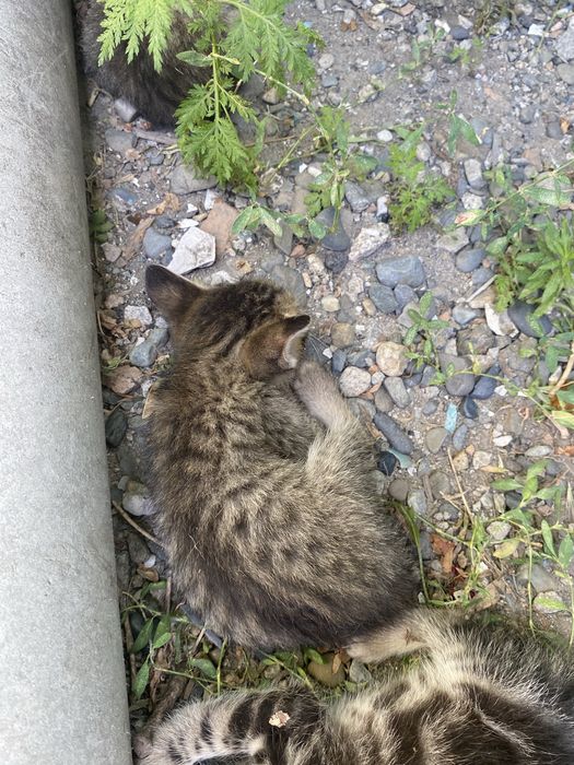 Отдам котят бесплатно