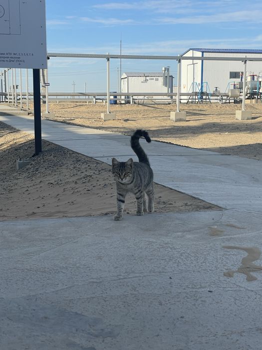 Котенок в добрые руки